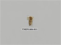 藏品(夜蛾科)的圖片